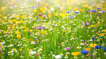 The sustainable landscaping trend is worth trying. Here is a wildflower garden with yellow, white, and blue flowers with green grass around them