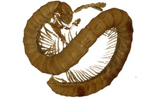 Micro-CT scans enabled scientists to reconstruct the ancient millipede in 3D.