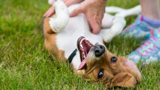 Dog getting belly rub