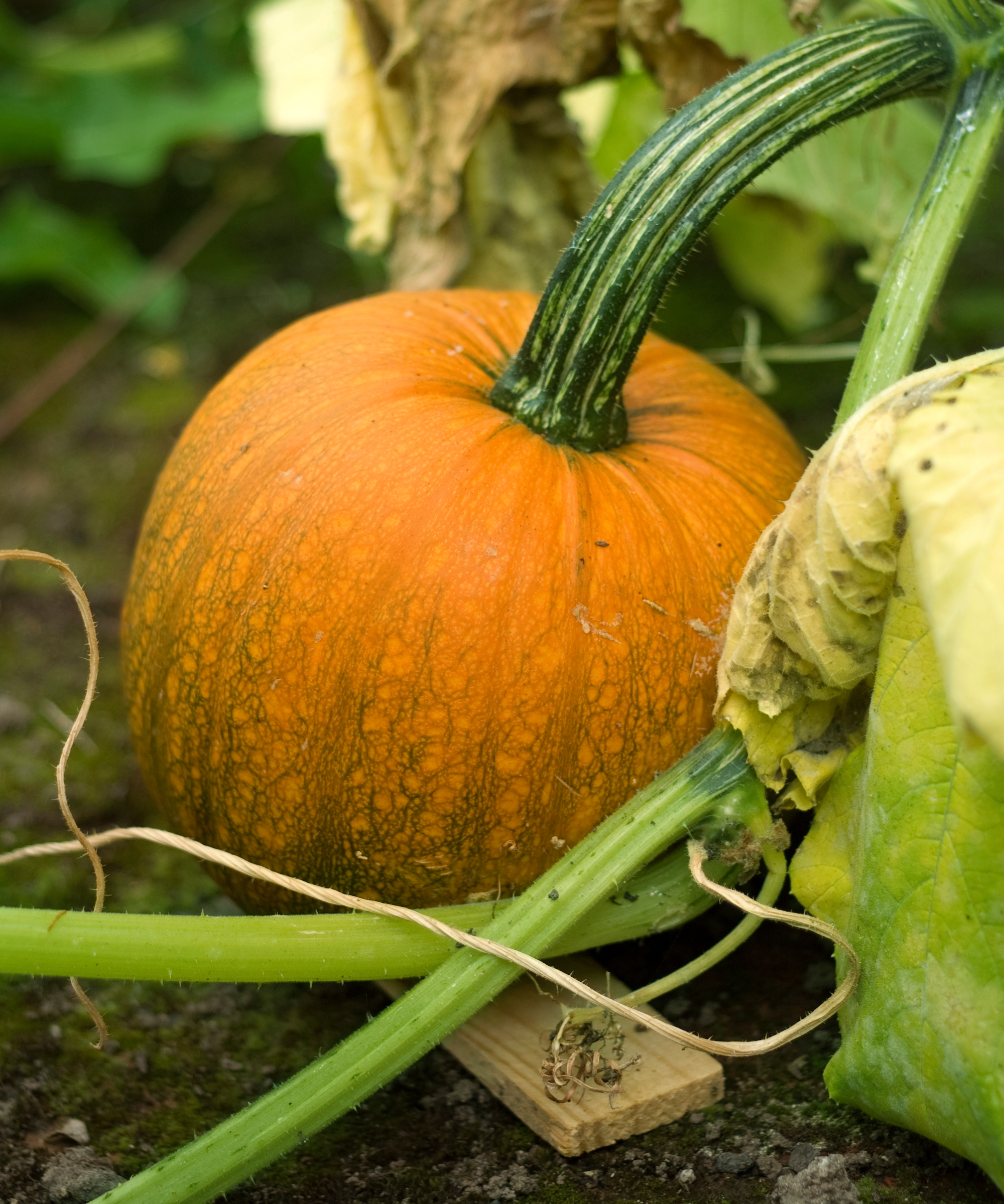 Close-up on a small pumpkin squash growing raised above the wet ground with wood strip