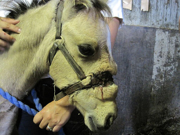 Star when he was found - Aug 2013
