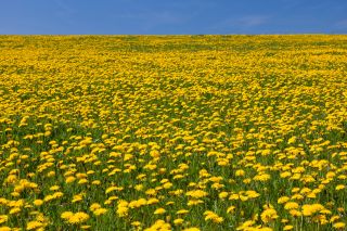 Common dandelions (Taraxacum officinale) flowering in field in spring