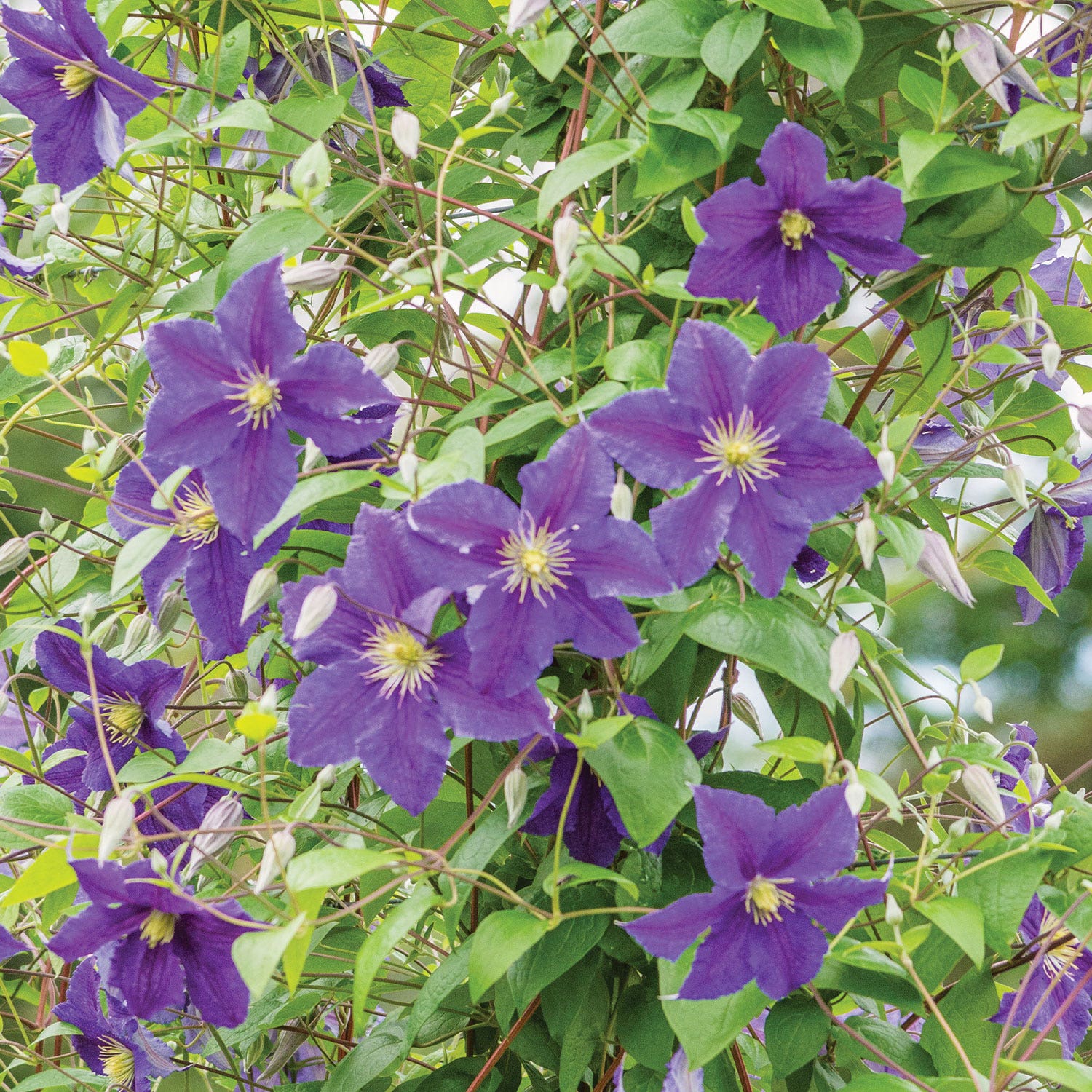 Jackmanii Clematis Plant