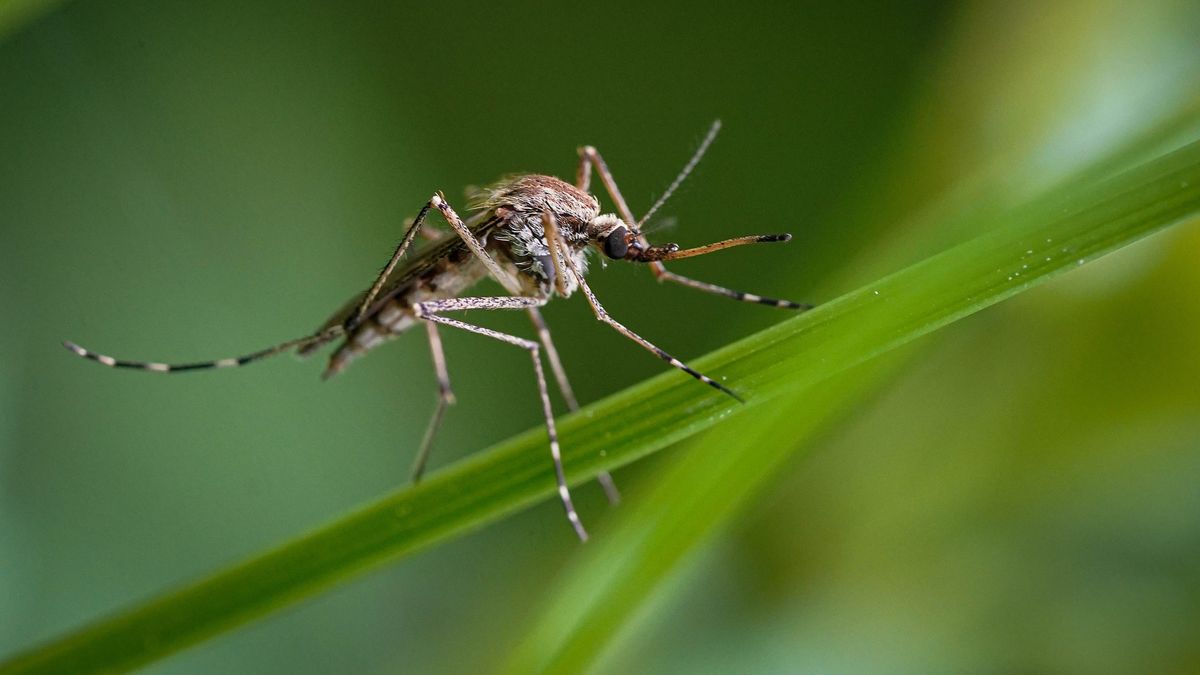 7 things that attract mosquitoes to your yard | Tom's Guide