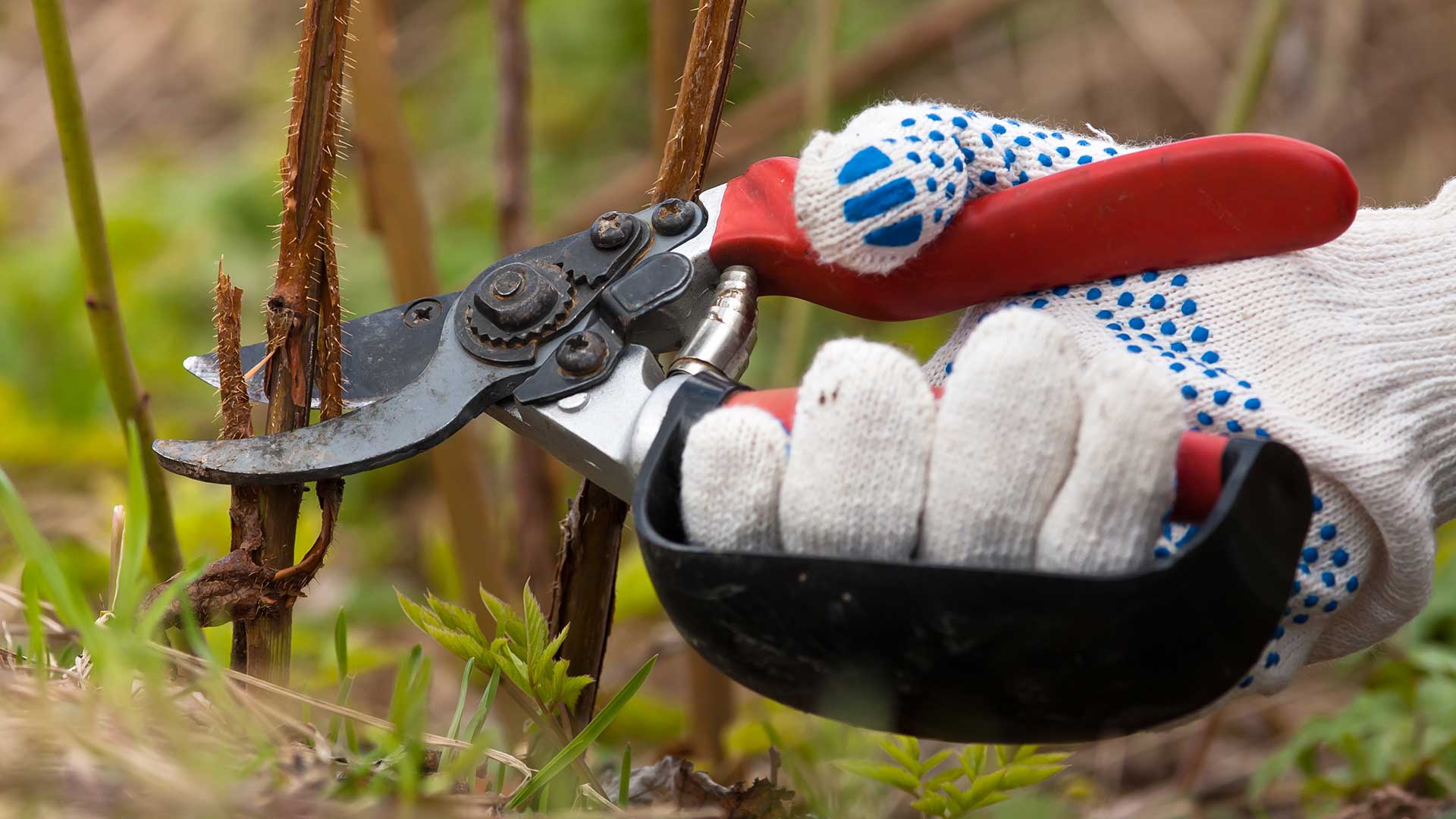 pruning raspberry canes