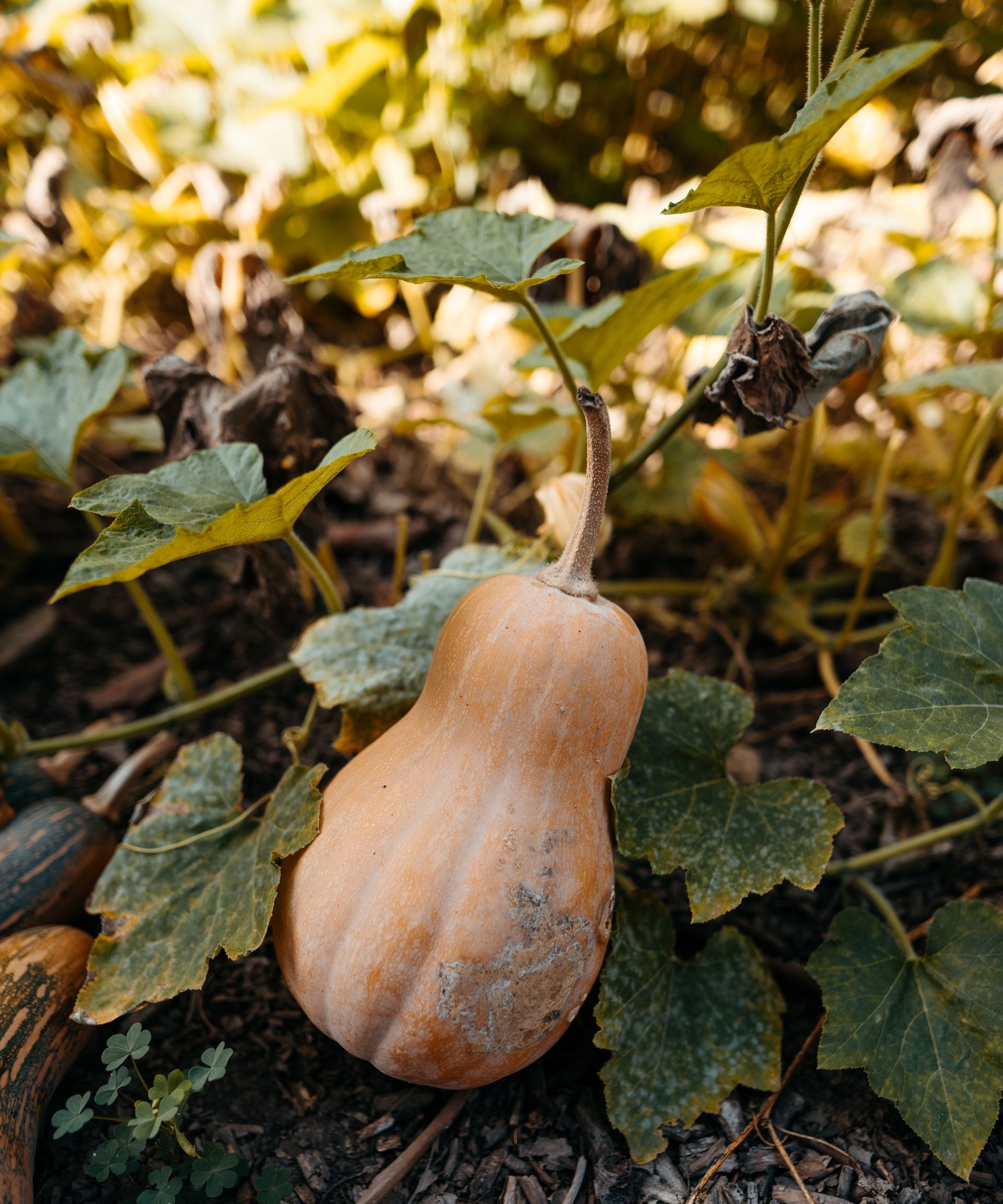 butternut squash growing in the fall