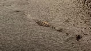 Crocodile from Lake Placid