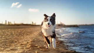 Border collie running on the beach