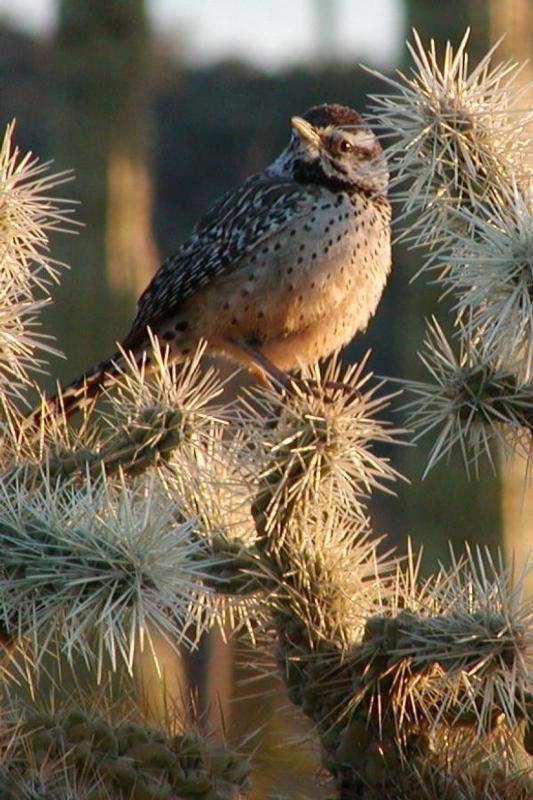 behold-the-cactus-wren-amazing-photos-of-the-desert-dwelling-birds