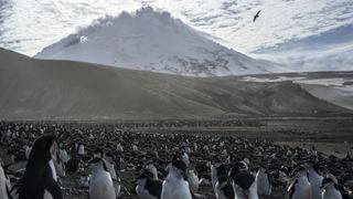 A colony of penguins stands at the foot of Mount Michael on Saunders Island.