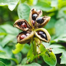 Peony seeds in a seed pod on plant