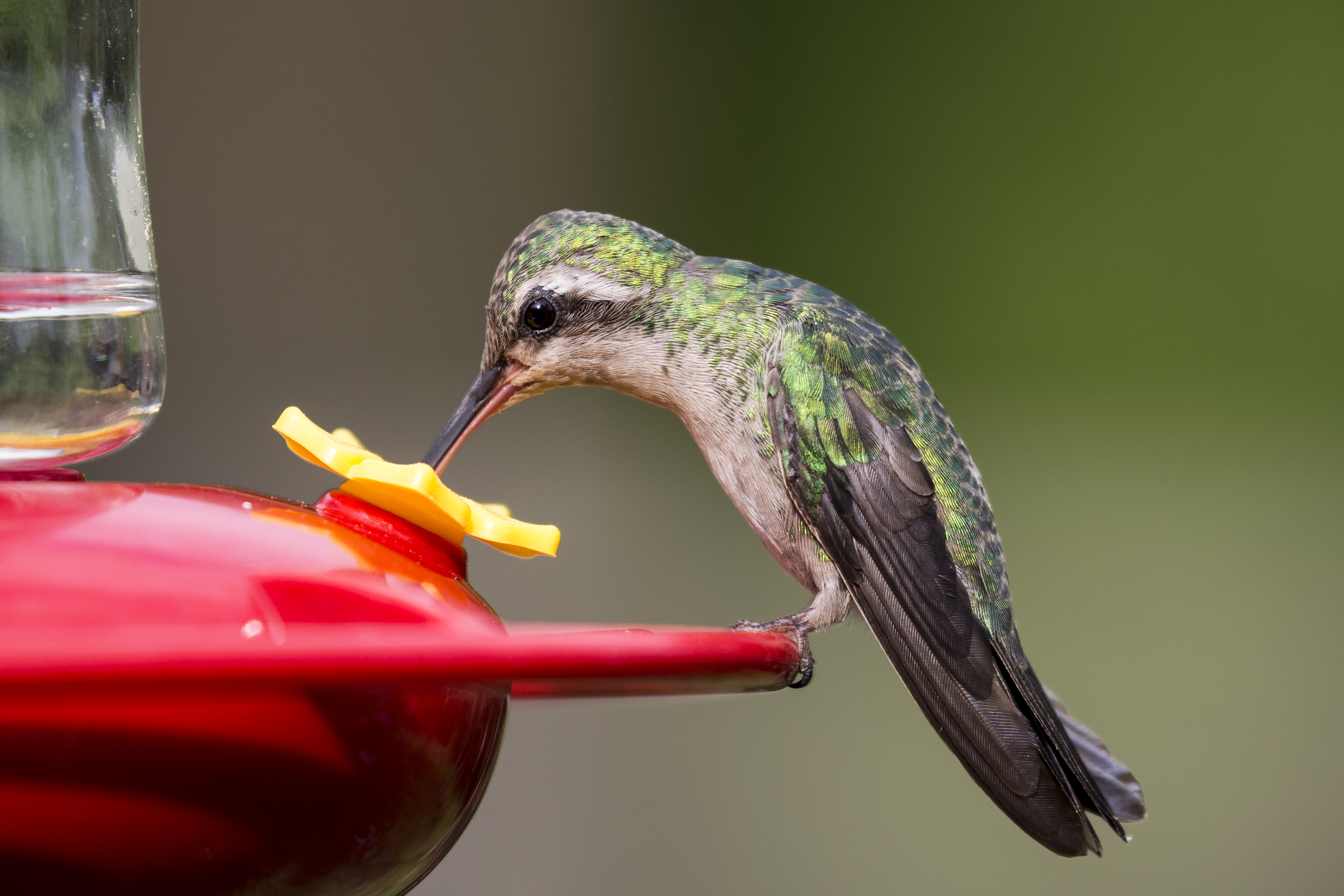 A broad-billed hummingbird at a bird feeder