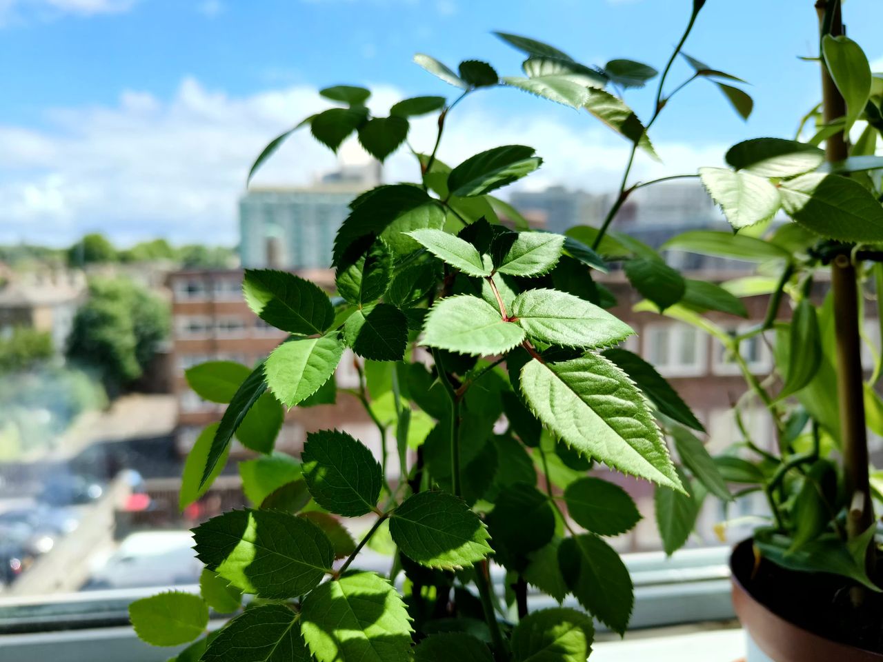 Photo captured on the Realme GT Neo 3