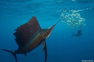 Sailfish off the coast of Mexico