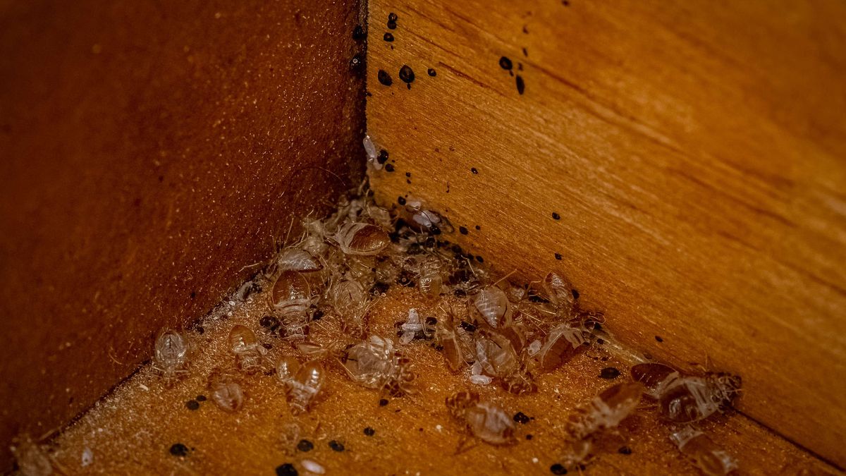 Where To Find Bed Bugs In Your Home — Check Out These 9 Places First Toms Guide 9398