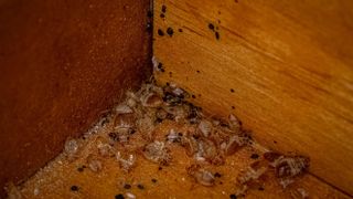 Bed bugs in the bottom of a wooden drawer