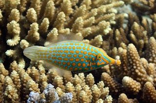 orange-spotted-filefish-110421-02