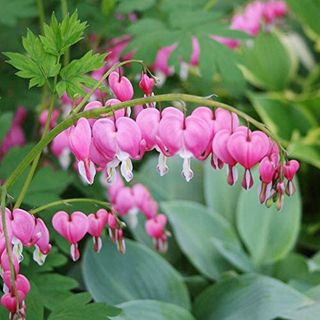 A close up of a pink bleeding heart plant