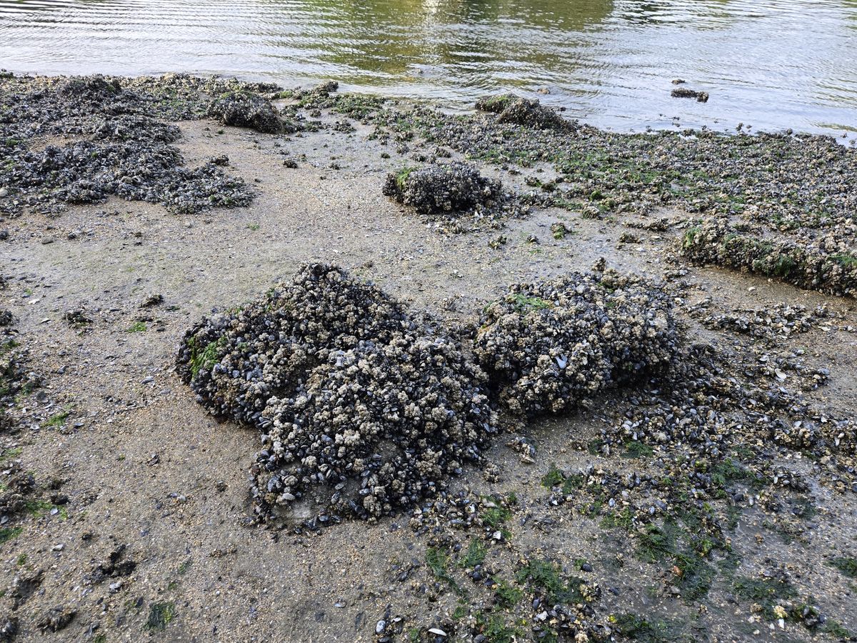 A wet rock with barnacles