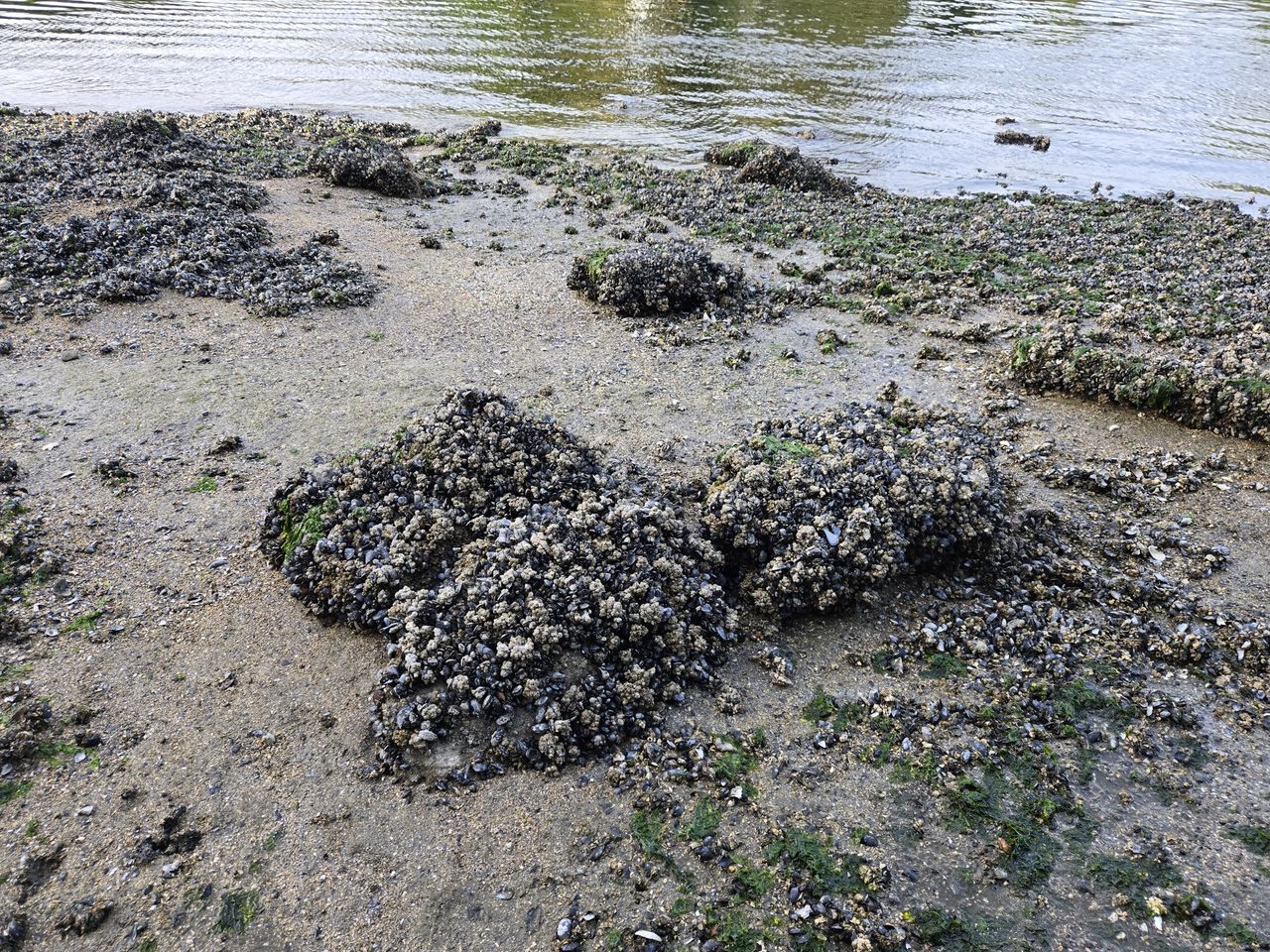 A wet rock with barnacles