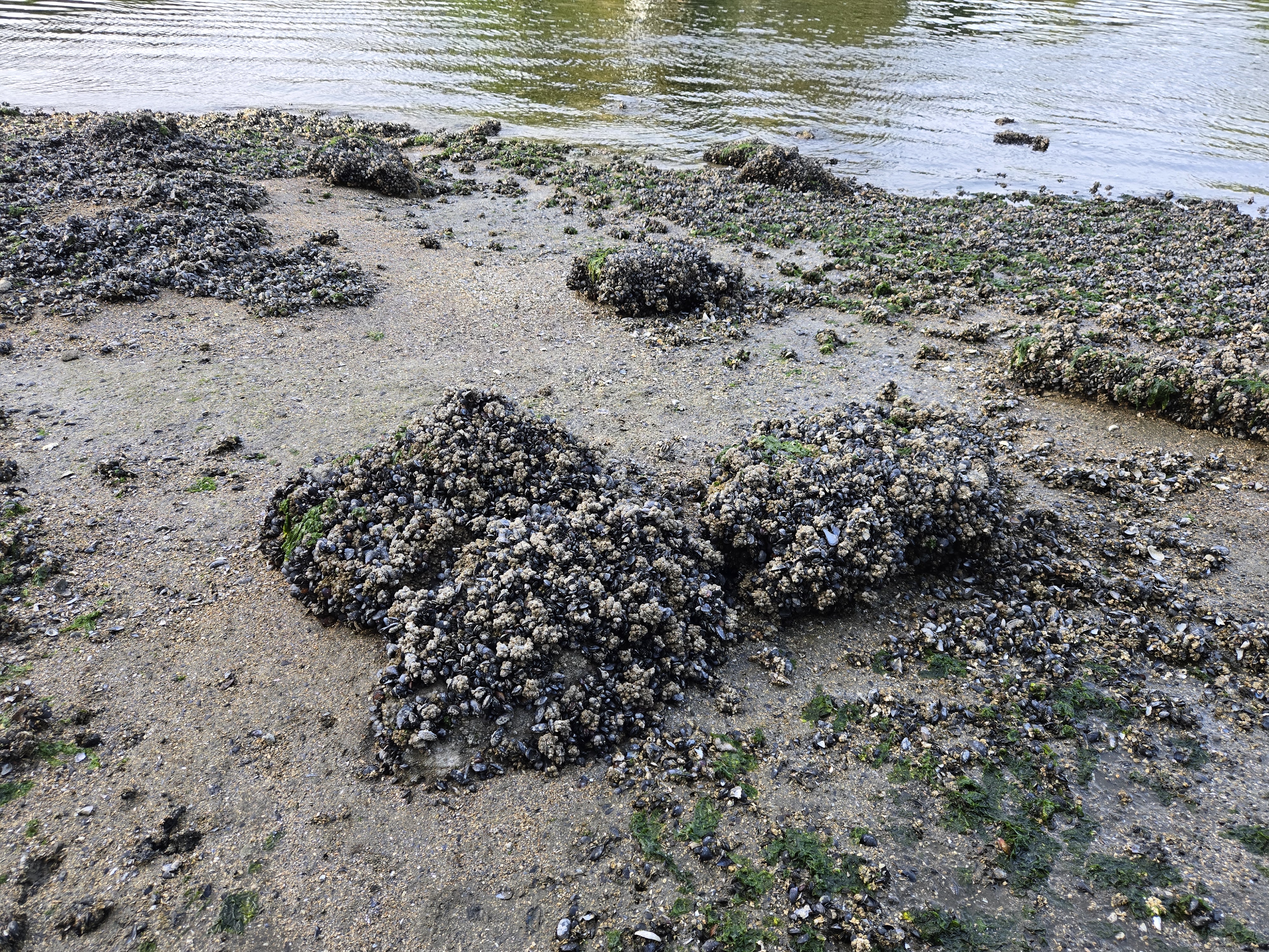 A wet rock with barnacles