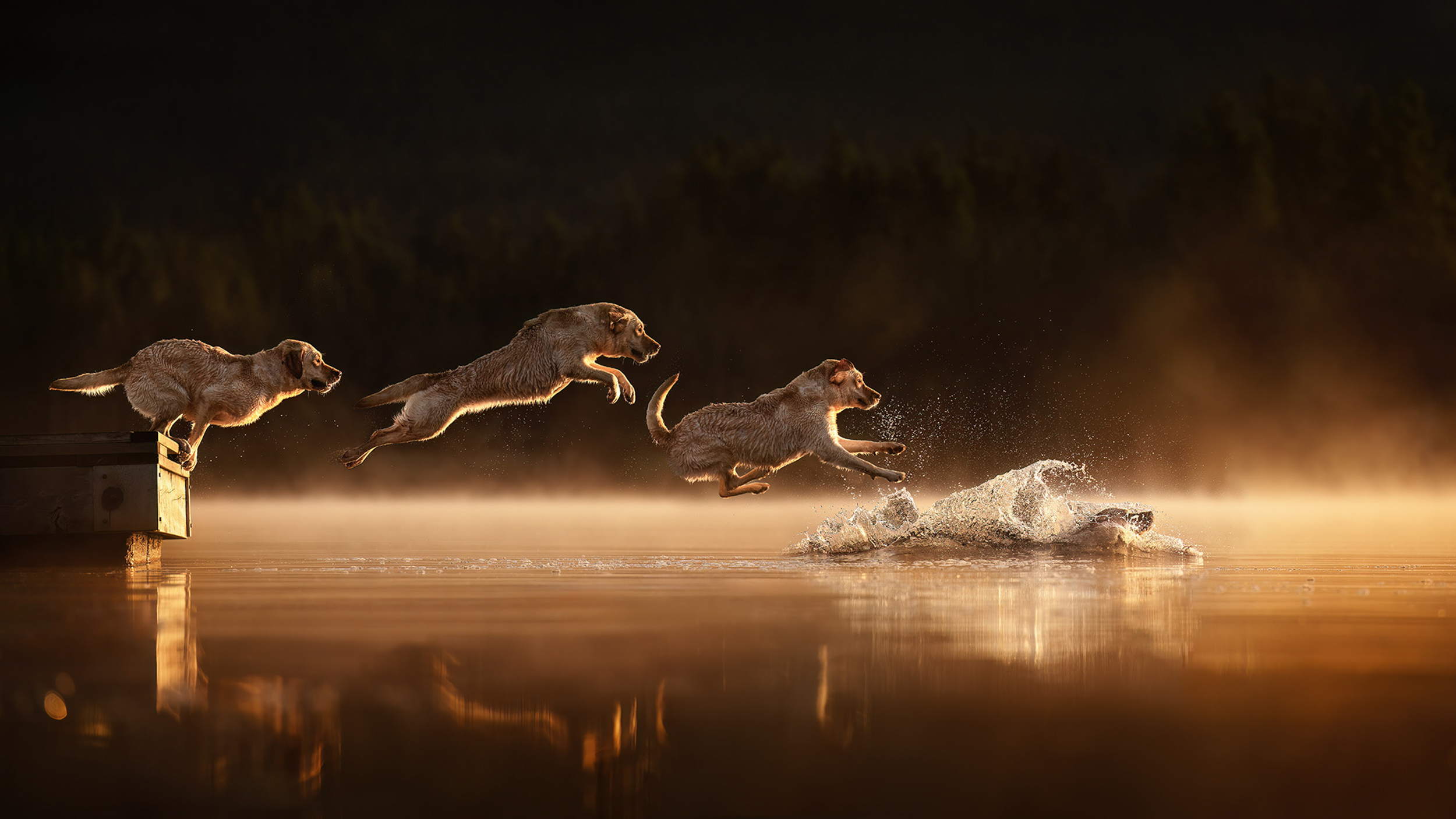Multiple-exposure showing four images of a golden retriever leaping off a dock into a misty lake at sunrise, creating a splash as it joyfully enter the water