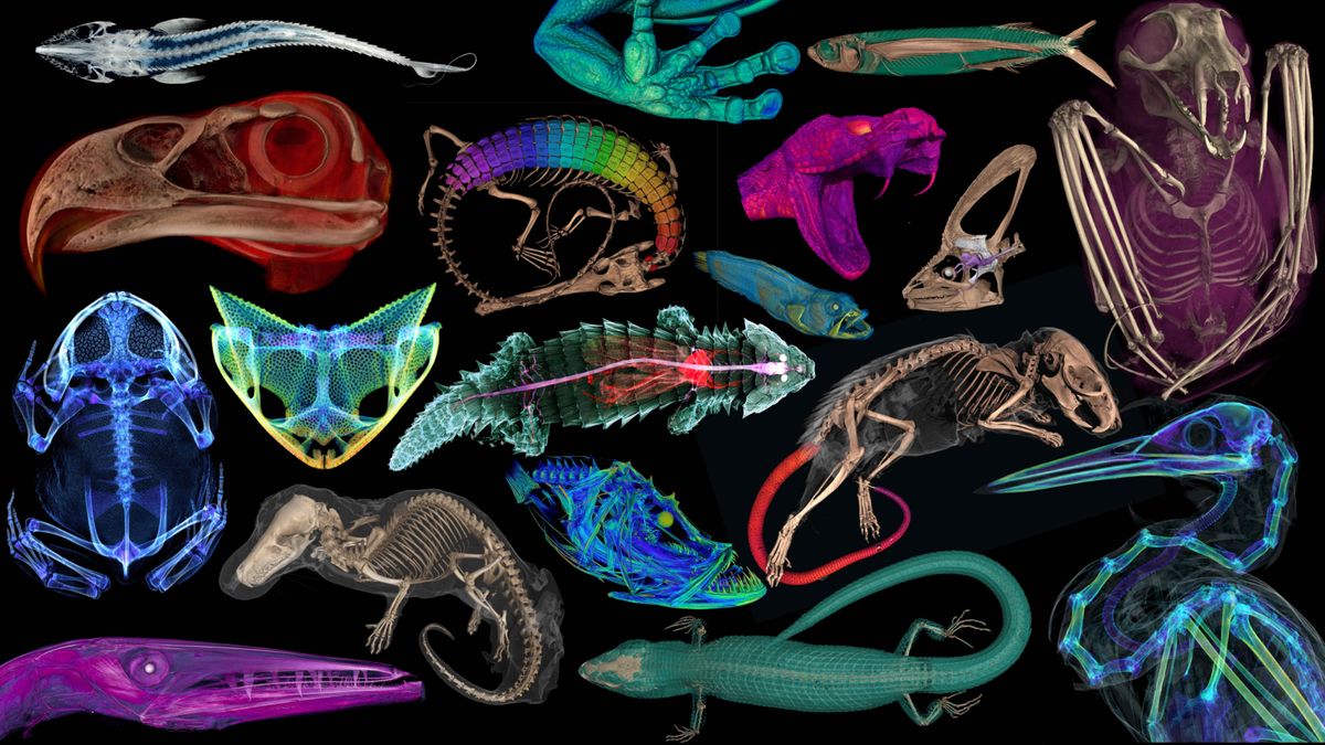 Striking virtual 3D scans reveal animals' innards — including the