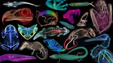 Combined CT scans of reptiles, fish, amphibian and mammalian animals.
