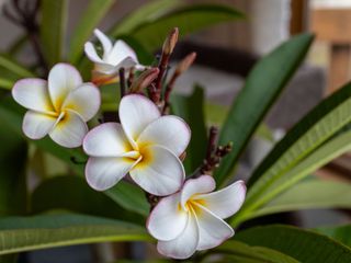 cream flowers of plumeria plant