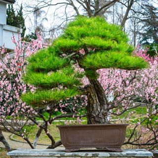 Pine bonsai tree in front of cherry blossom