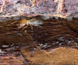 A termite on a rotting log