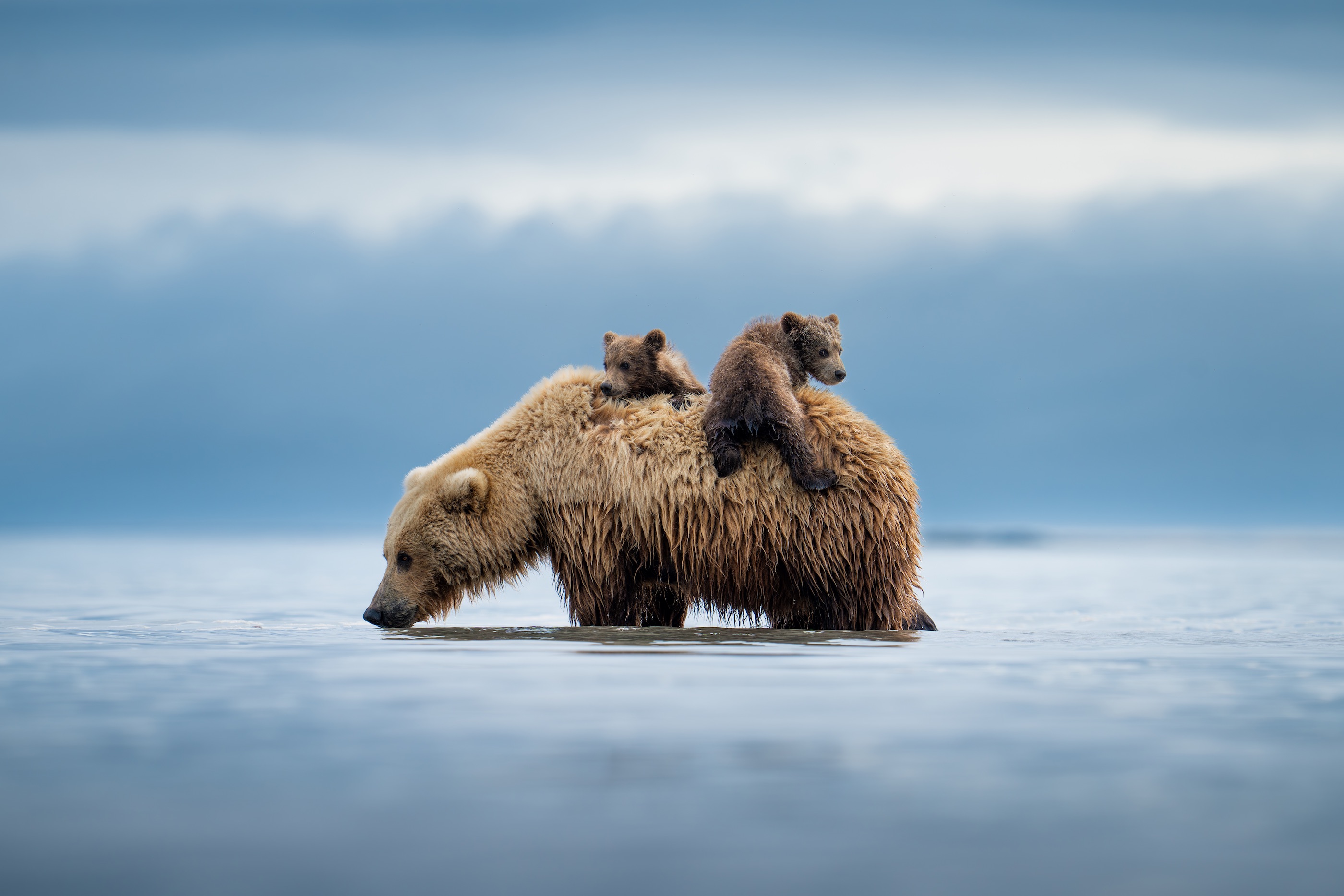 Casey Cooper - Lifeboat “This image is of a mother brown bear carrying her cubs back to shore in Katmai National Park, Alaska, United States. They had napped in low tide after digging for clams for a few hours. They were clearly exhausted and didn’t wake up until the water had risen around them. The cubs were scared and too young to swim. The sow let the cubs get on her back to bring them to safety. I watched as the story unfolded. I had a feeling she would end up putting the cubs on her back and was hoping for just that. Sure enough, once the water rose a bit more, they woke up andm cubs crying, the mother huffed and they knew to climb up and get a ride back to shore. It’s one of my favorite moments I’ve witnessed.” 