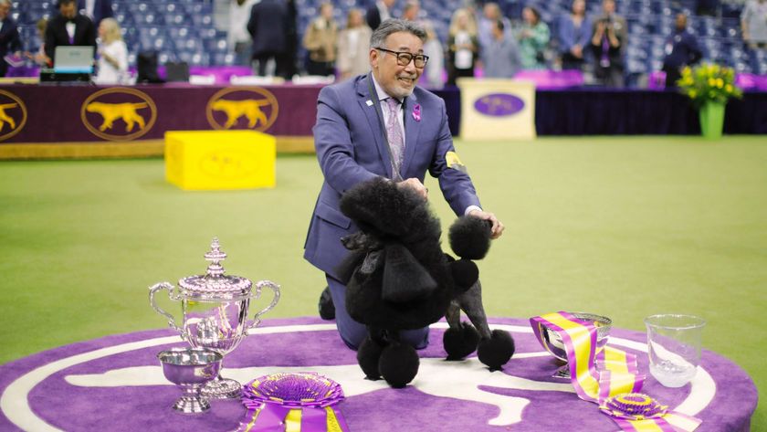  Best in Show at Westminster Dog Show, Sage a miniature poodle