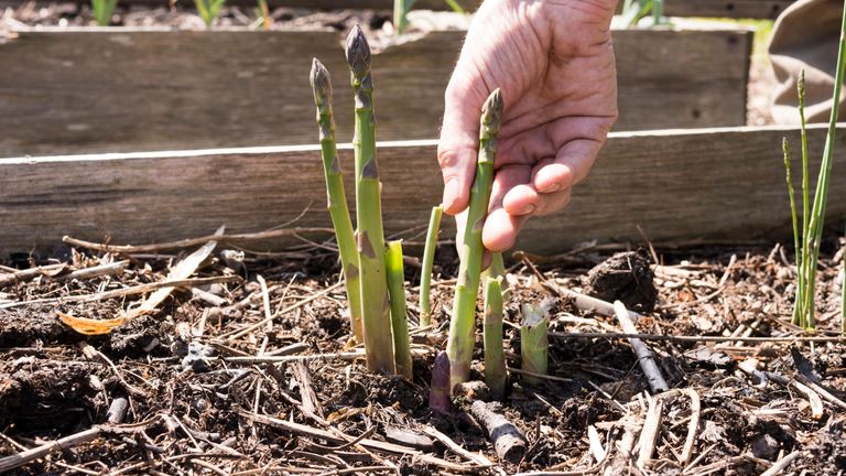 when to plant asparagus to pick the spears in spring