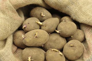 seed potatoes for planting