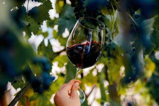 Cabernet Sauvignon wine in glass in vineyard