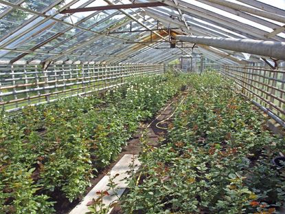 Rows Of Stenting Rose Bushes In A Greenhouse