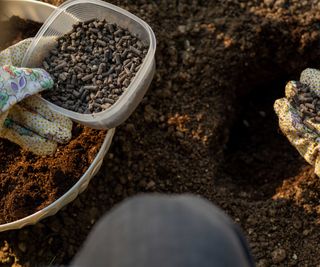 digging chicken pellets into soil