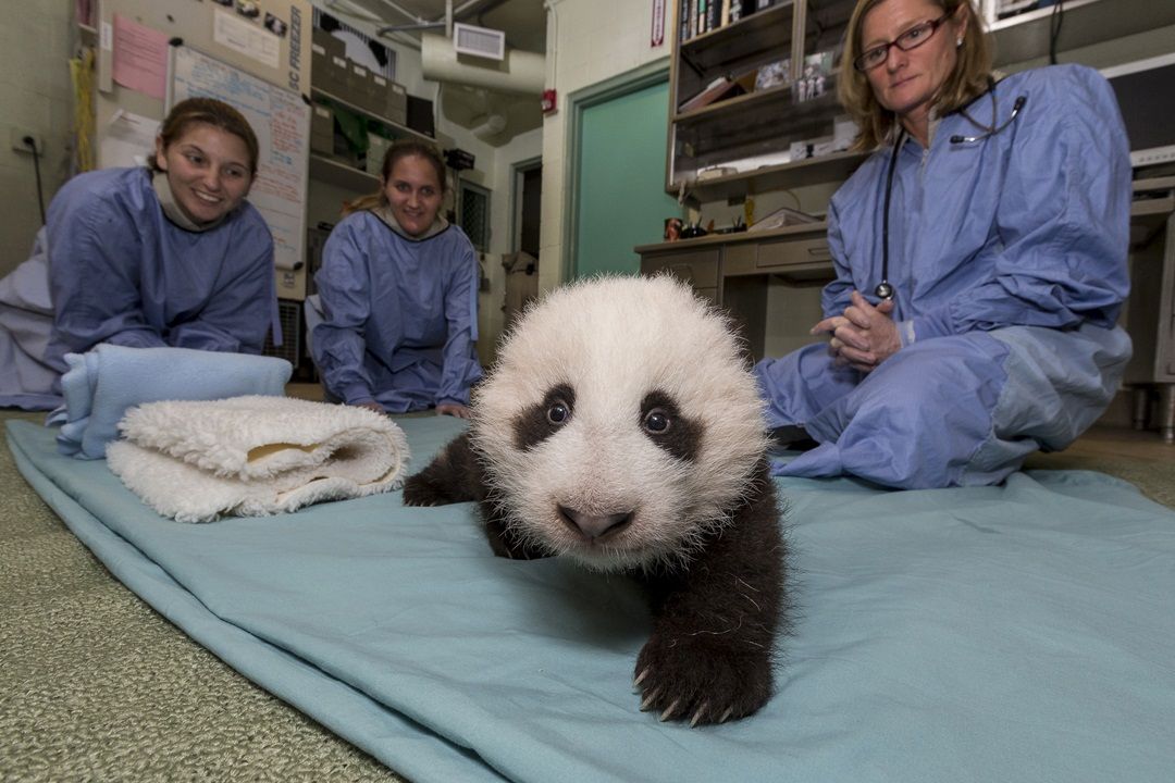 Baby Panda Pics: See a Cub Growing Up | Live Science