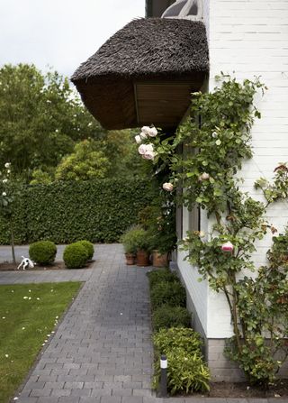 Thatched cottage with climbing roses growing up the wall