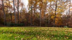 A lawn covered in fall leaves in autumn, with trees covered in bronze foliage