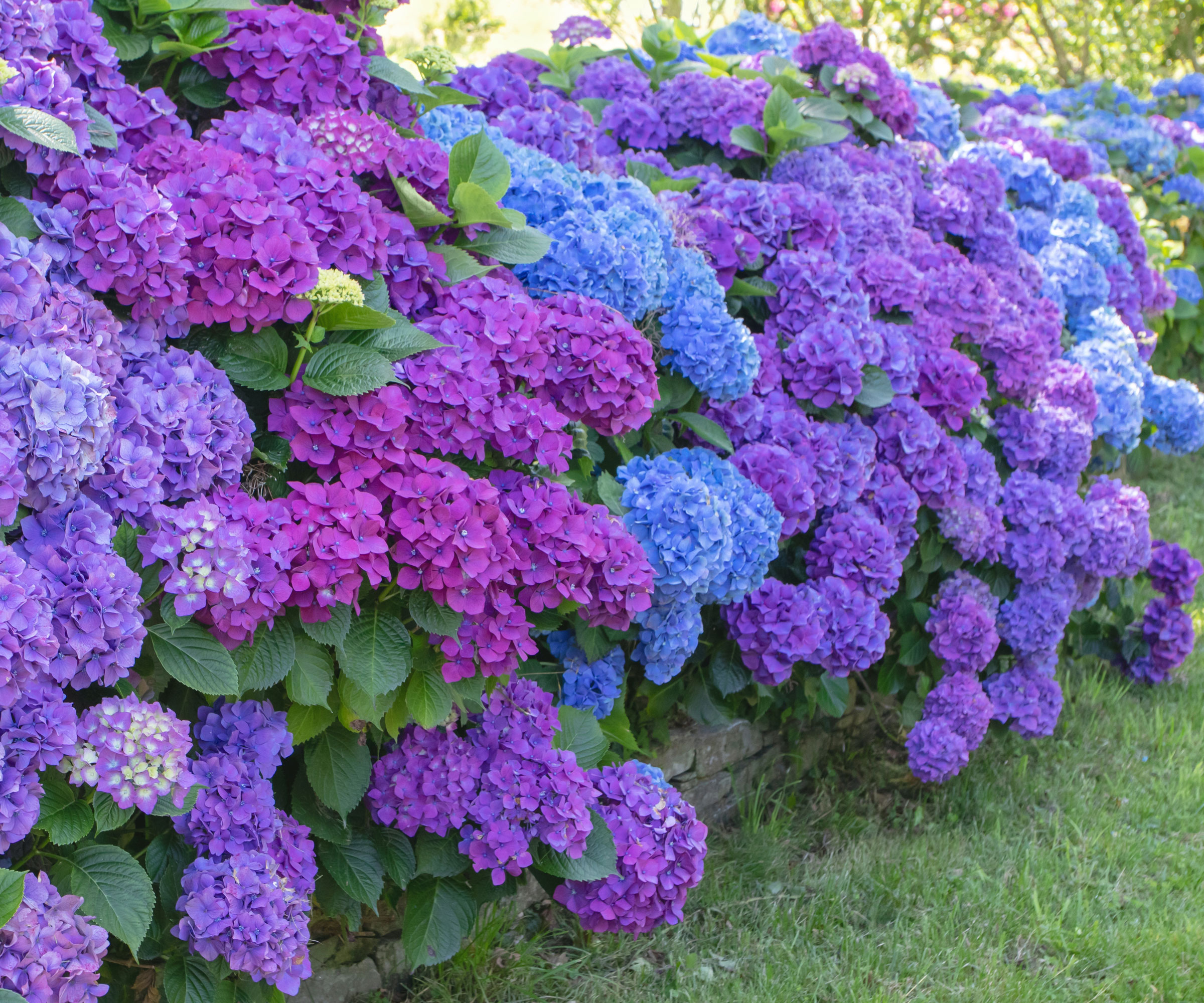 blue and purple hydrangea flower display in garden