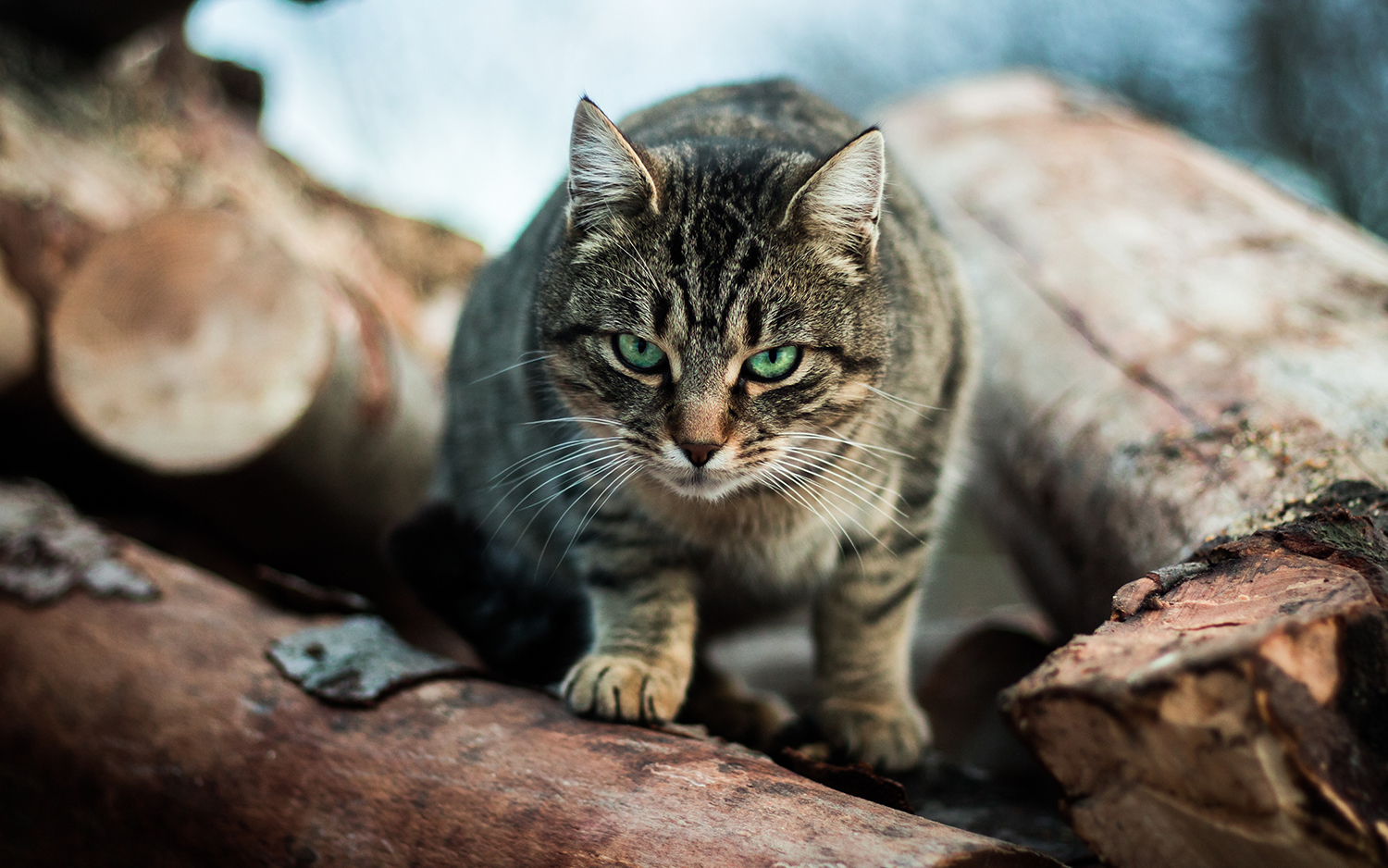 Halvtreds Forbindelse At håndtere Australian Cats Kill 2 Billion Wild Animals Each Year | Live Science