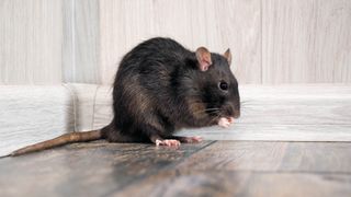 A rat on a wooden floor next to a wall