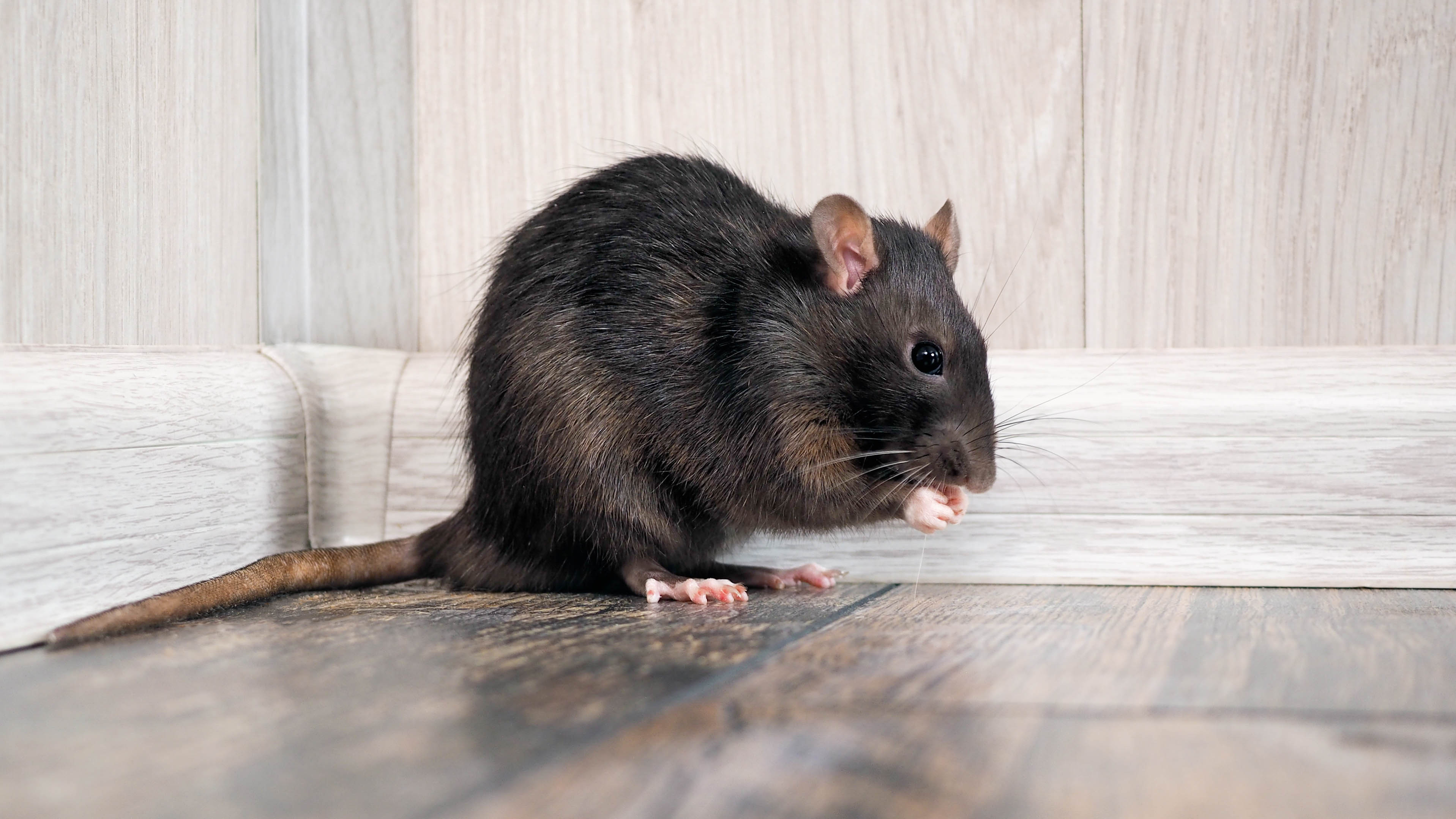 Крыса на деревянном полу рядом со стеной