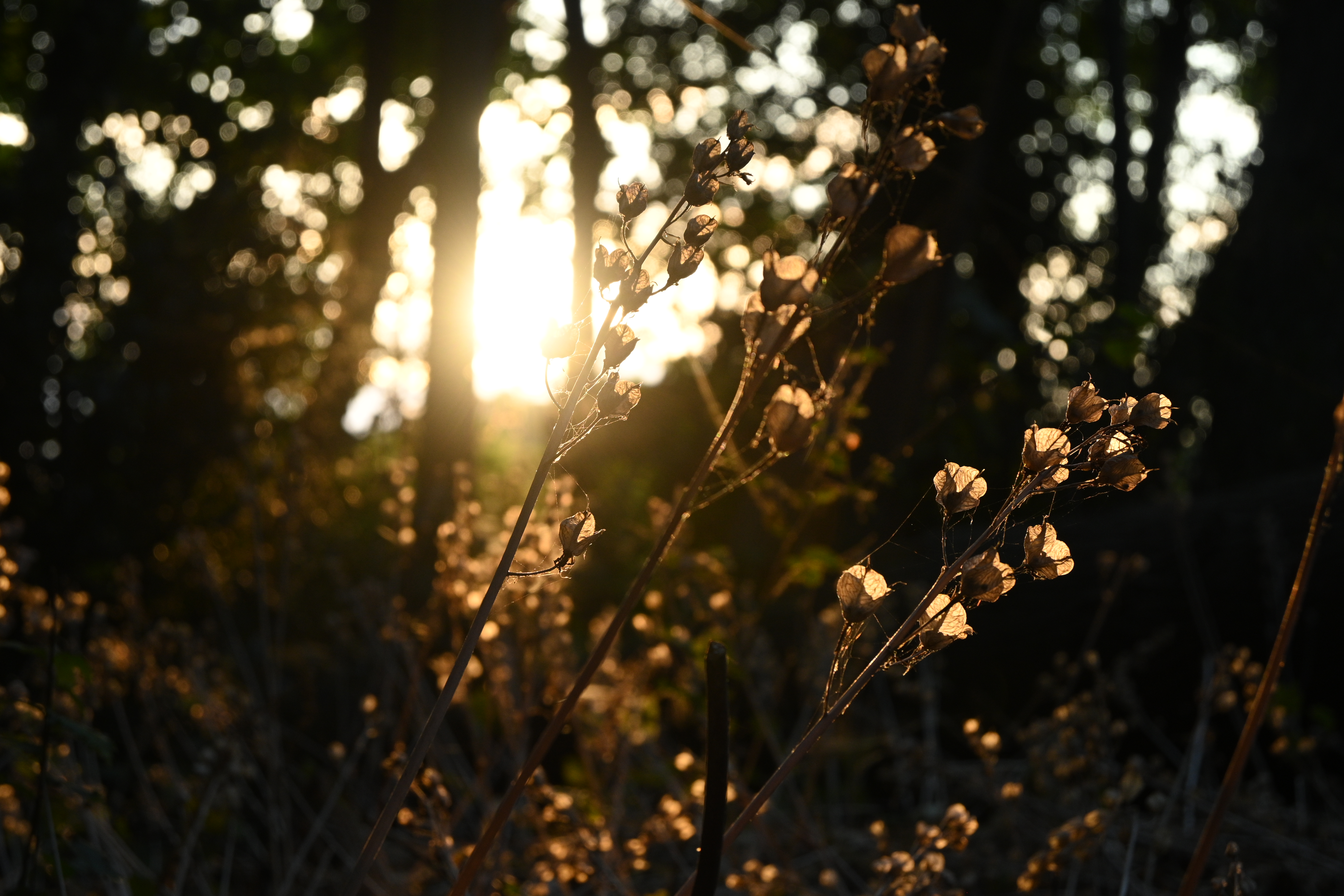 Nikon Z30 closup of white flowers in a forest