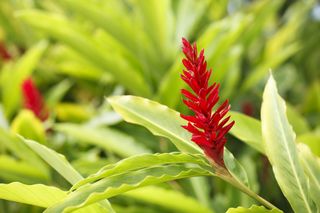 ornamental ginger plant with red flower