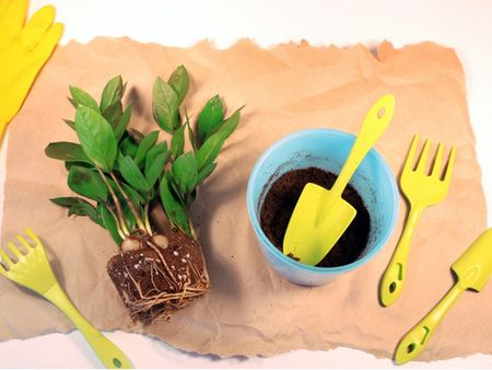 A zz plant with a compact root ball sits on a large sheet of brown paper next to a blue flower pot of soil and several bright yellow gardening tools