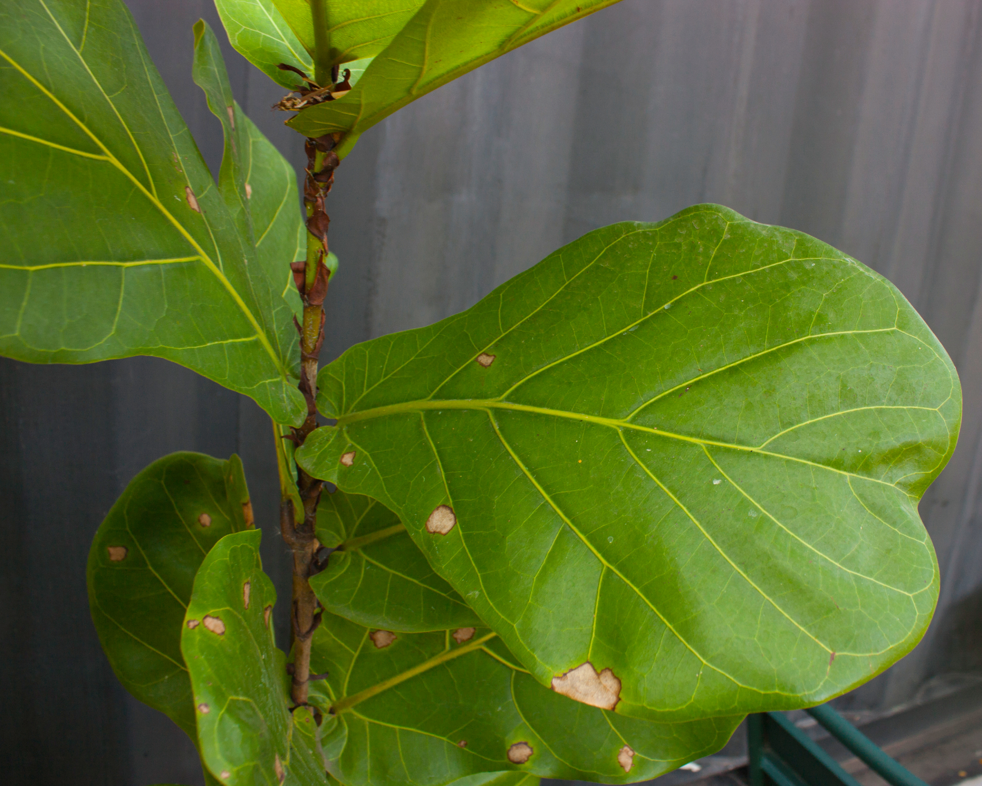 fiddle leaf fig leaves with brown spots