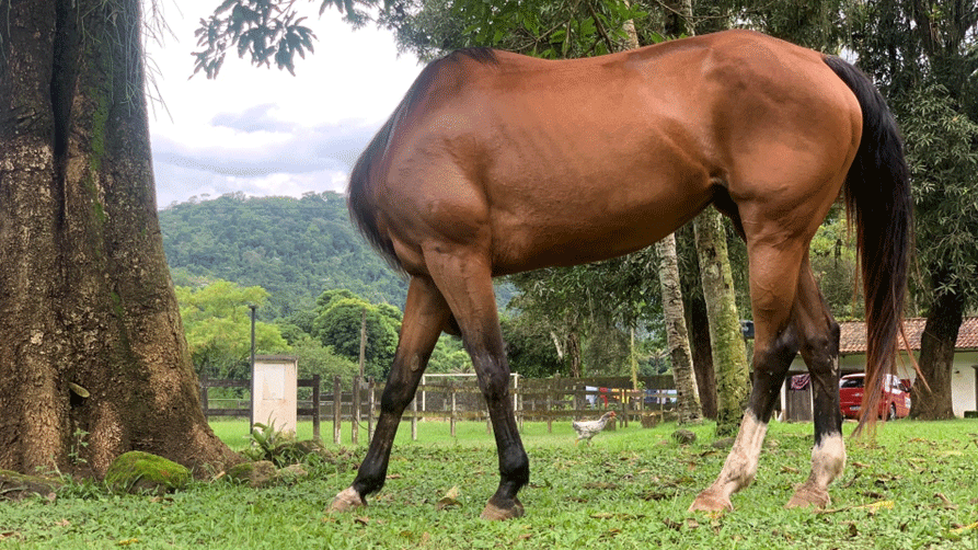 Mos Rear Horse Will a headless horse take the crown at this year's Comedy Pet Photo ...